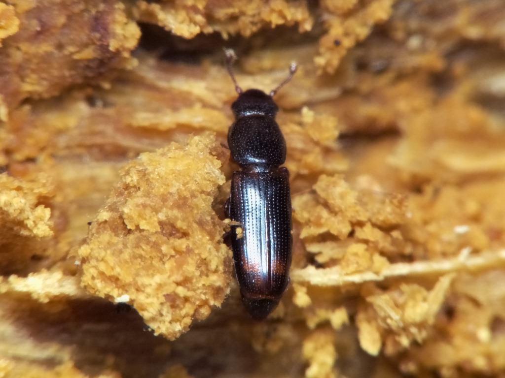 Rhizophagus bipustulatus (Fabricius, 1792)